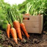 Descubre qué sembrar en tu jardín: consejos y recomendaciones