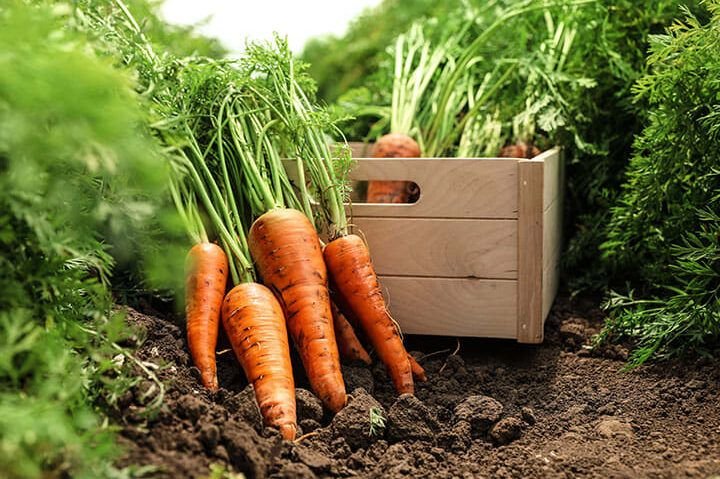 descubre que sembrar en tu jardin consejos y recomendaciones