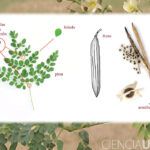 Descubre todo sobre las semillas de plantas medicinales: cómo cultivarlas y sus beneficios para la salud