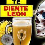 Taza de infusión con flores y semillas de diente de león, presentador y gráfico anatómico — Descubre cómo sembrar y cuidar tus propios dientes de león en casa ¡Expertos comparten sus mejores consejos!