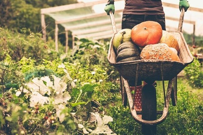 diferencias entre semillas organicas y convencionales cual es la mejor opcion para tu huerto