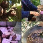 Descubre el secreto detrás de las increíbles yams aladas que transformarán tu jardín