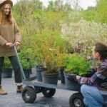 Disfruta de los sabores en casa: Las mejores plantas aromáticas y culinarias para cultivar en tu jardín o cocina
