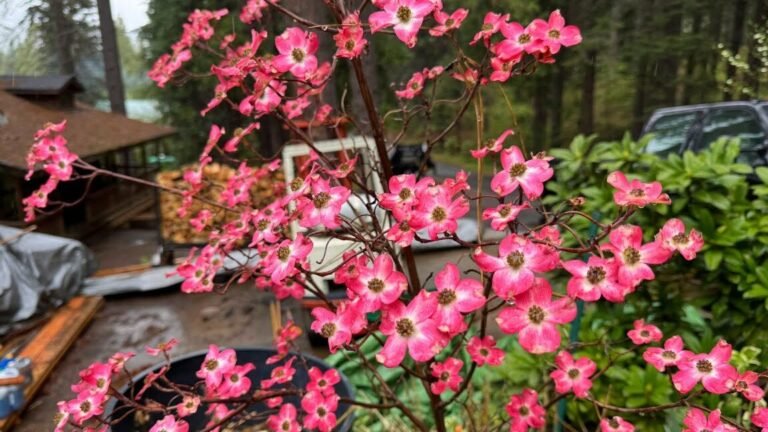 dogwood rosa