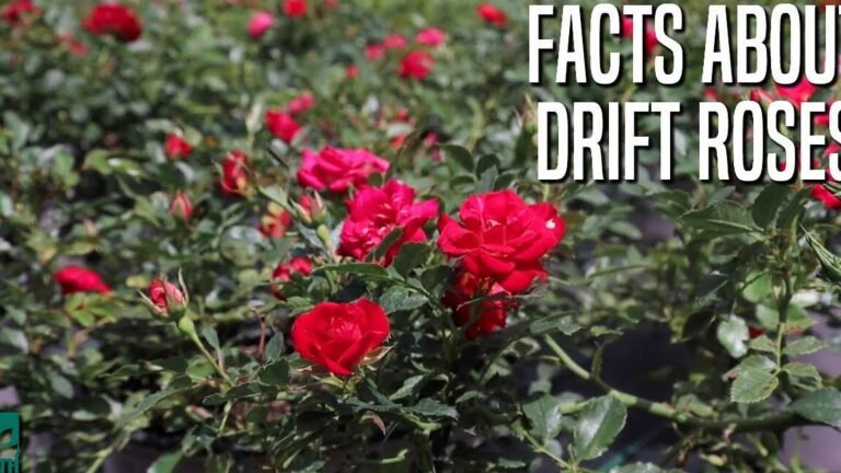 Descubre los secretos para cuidar tus rosas drift y transforma tu jardín en un paraíso floral