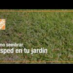 Guía completa para plantar Woodruffs con éxito en tu jardín
