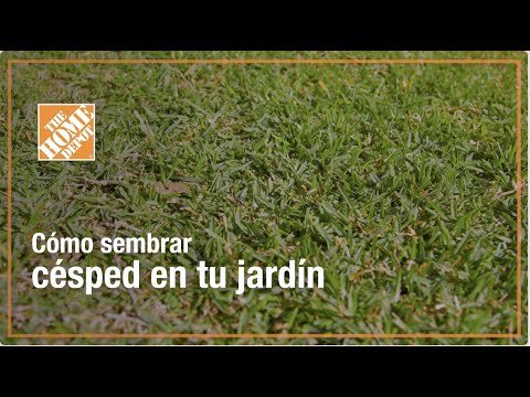 Guía completa para plantar Woodruffs con éxito en tu jardín
