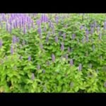 Descubre cómo plantar hisopos y darle un toque verde a tu hogar