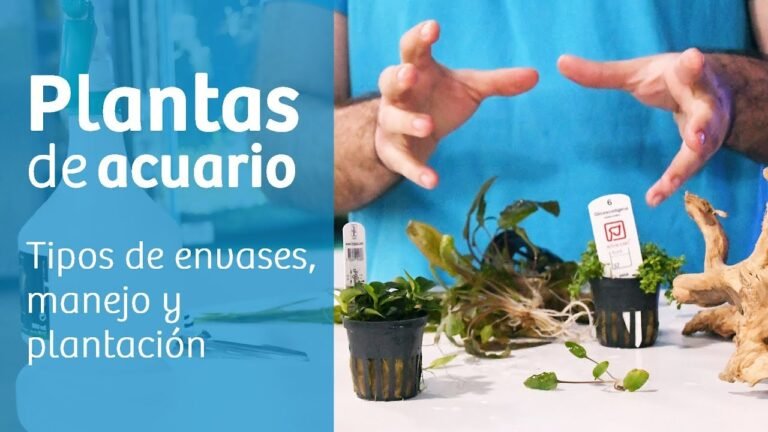 ¡Descubre cómo plantar Elatines y tener un acuario espectacular!