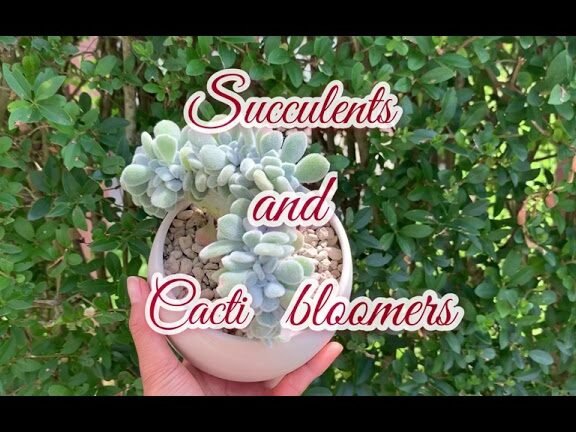 Descubre los secretos para plantar Echeverias Pulvinatas