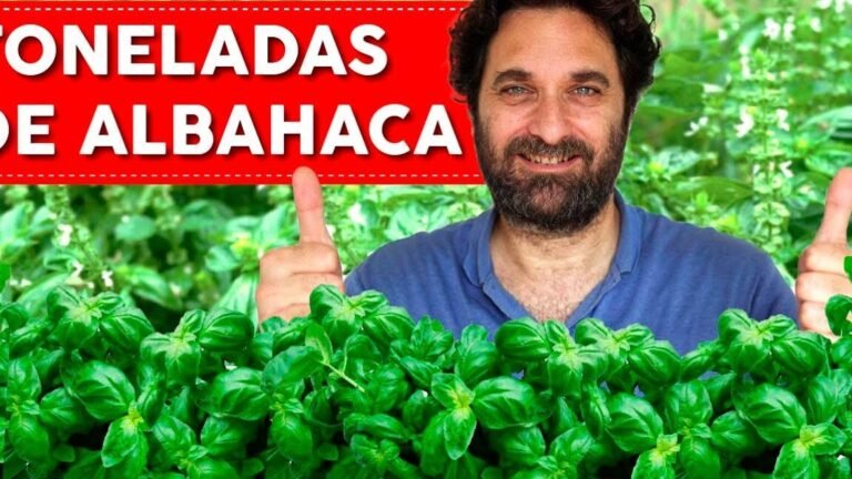 Descubre las sorprendentes razones por las que tus plantas de albahaca están marchitándose esta temporada y cómo solucionarlo de inmediato