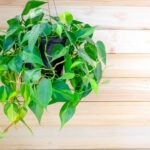 El clavel del aire: planta exótica que también prospera en tierra