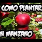 El manzano ideal para Galicia: consejos y variedades