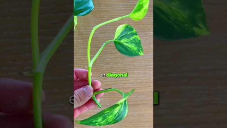 Descubre el secreto para que tu pothos luzca más frondoso y exuberante que nunca