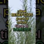 Descubre la verdad sobre la luz que necesita el romero para crecer sano y fuerte