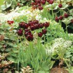 Elige el mejor árbol para tu jardín: consejos y recomendaciones