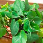 Elige el sustrato perfecto: Guía para encontrar la mejor opción según tus plantas