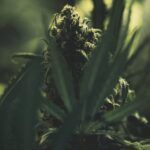 Elige las mejores semillas de plantas para cultivar en suelos rocosos: Guía completa