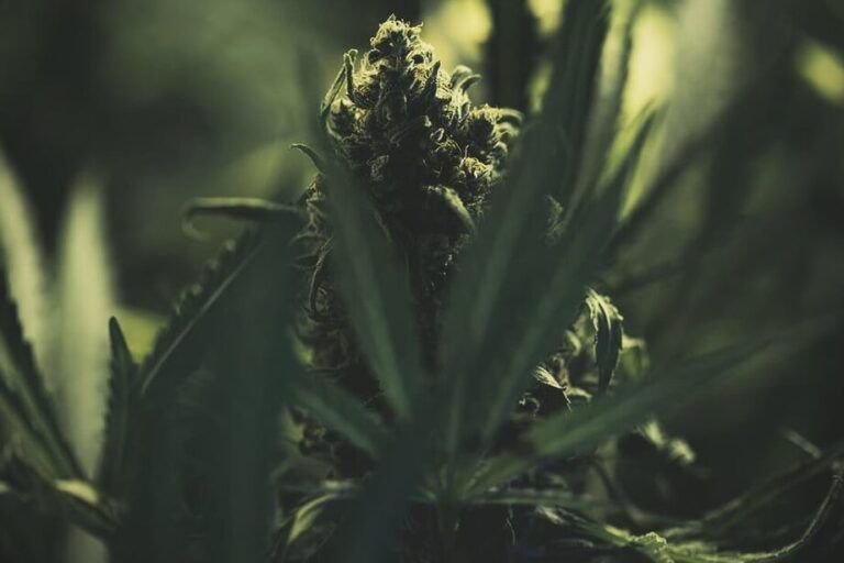elige las mejores semillas de plantas para cultivar en suelos rocosos guia completa