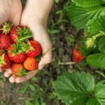 Elige los mejores cultivos para sembrar en marzo en el hemisferio sur