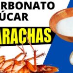 Elimina cucarachas con bicarbonato: trucos efectivos y caseros para usar bicarbonato y azúcar contra plagas domésticas.