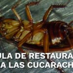 Elimina Cucarachas Definitivamente: Productos Eficaces y Consejos Expertos, cucaracha sobre una superficie metálica que ilustra control de plagas y prevención.