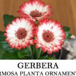 ¡Embellece tu hogar! Aprende cómo sembrar semillas de flores en casa