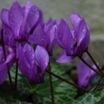 Embellece tu jardín: aprende a plantar semillas de flores