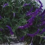 ¡Embellece tu jardín en agosto con estas flores de temporada!