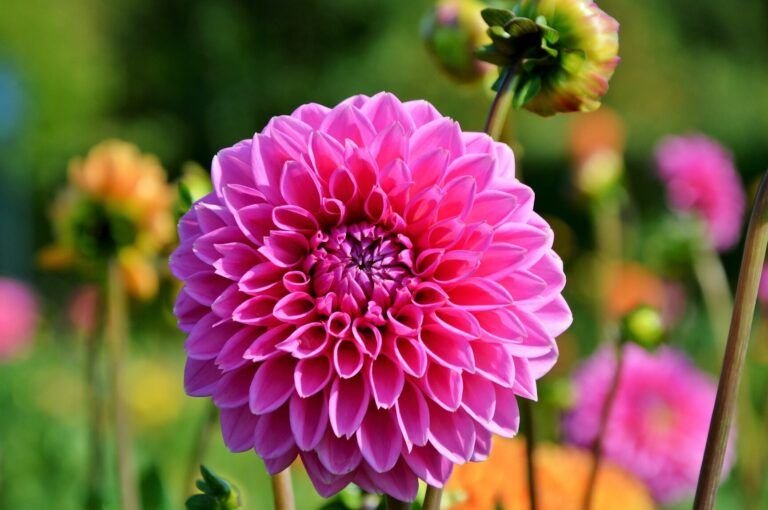 embellece tu jardin en julio con semillas de flores