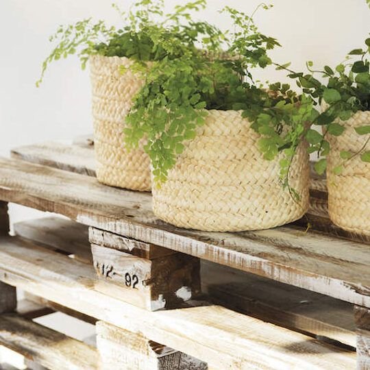 embellece tu jardin en junio con semillas de flores