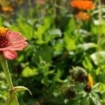 ¡Embellece tu jardín en septiembre! Descubre qué flores sembrar