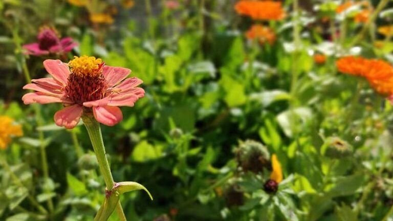 embellece tu jardin en septiembre descubre que flores sembrar