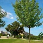 Encuentra el lugar perfecto para plantar un árbol en Madrid