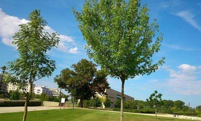 encuentra el lugar perfecto para plantar un arbol en madrid