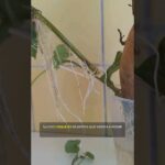 Descubre los secretos para cultivar y cuidar la sorprendente enredadera de batata que transformará tu jardín