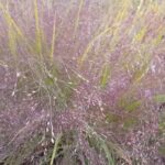 Descubre los secretos para cultivar el increíble pasto amor púrpura y transforma tu jardín en un paraíso verde