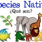 Descubre las 20 especies invasoras que jamás deberías comprar en los centros de jardinería y el peligro que representan para tu jardín