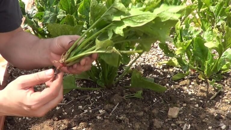 Plantar espinacas en tu huerto: guía fácil