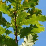 Plantar un esqueje de ficus: paso a paso fácil y efectivo