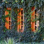 Guía rápida de plantación de esquejes de Buganvilla