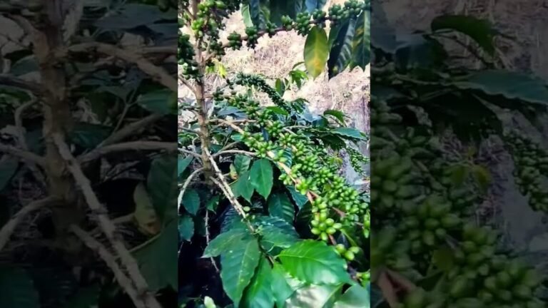 esta variedad