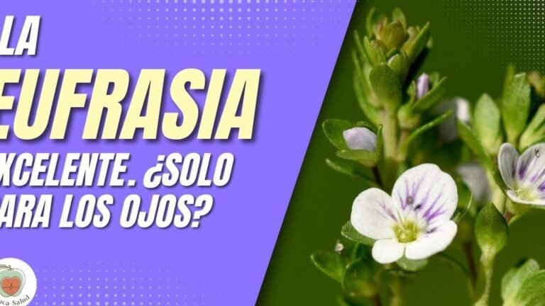 Plantar Eufrasias en tu jardín: consejos prácticos