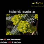 Descubre el secreto para cultivar Euphorbia Myrsinites y transforma tu jardín en un paraíso verde