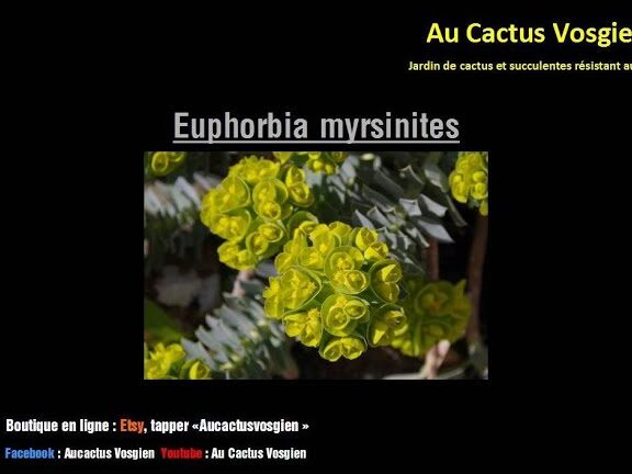 Descubre el secreto para cultivar Euphorbia Myrsinites y transforma tu jardín en un paraíso verde