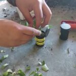 ¡Descubre todos los secretos para plantar Evónimos Japoneses con éxito!
