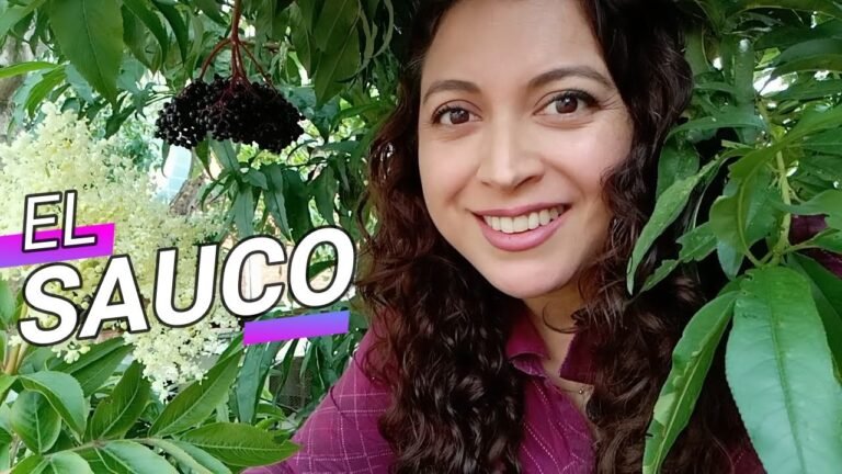 Plantar flores de saúco en tu jardín