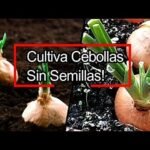 ¡Descubre los secretos para plantar cebolletas de forma exitosa!