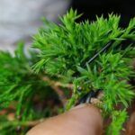 Guía completa: Cómo plantar sabinas en tu jardín de manera sencilla y exitosa