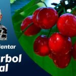 Cómo plantar serbales en tu jardín